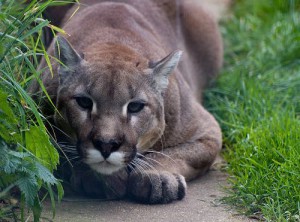 Mountain Lion